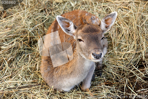 Image of Young roebuck