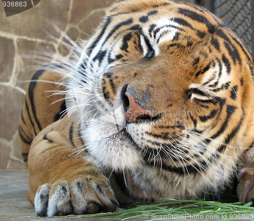 Image of Tiger grimaces