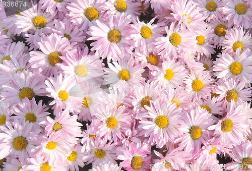 Image of Chrysanthemum background