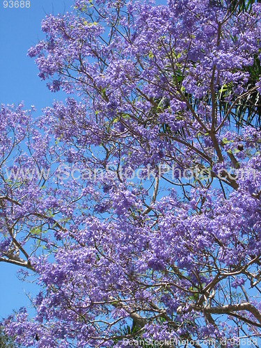 Image of Flowering tree Australia