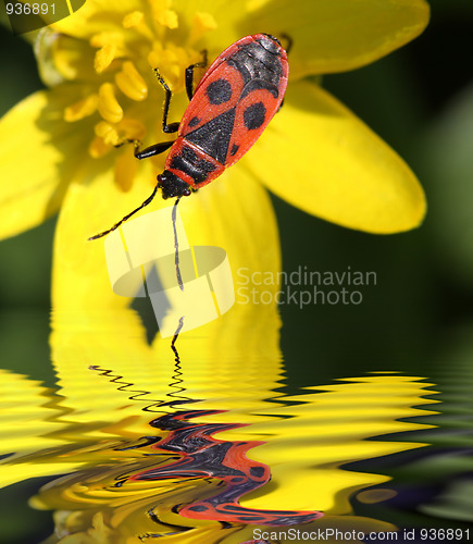 Image of Beetle soldier by the water