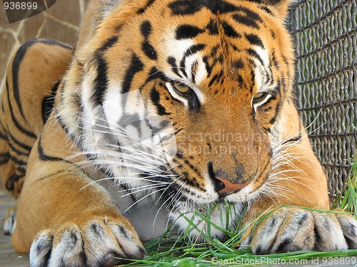 Image of Tiger eating the grass