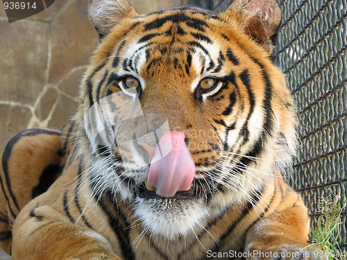 Image of Tiger lick itself