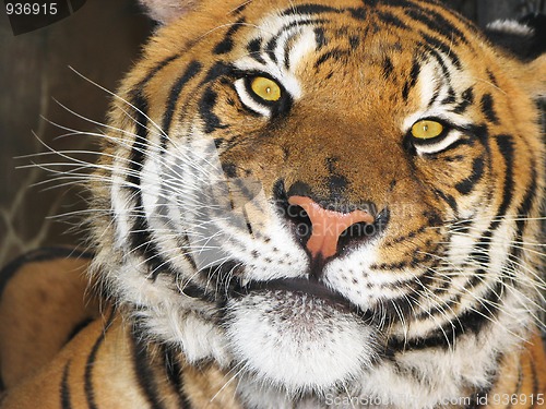 Image of Tiger