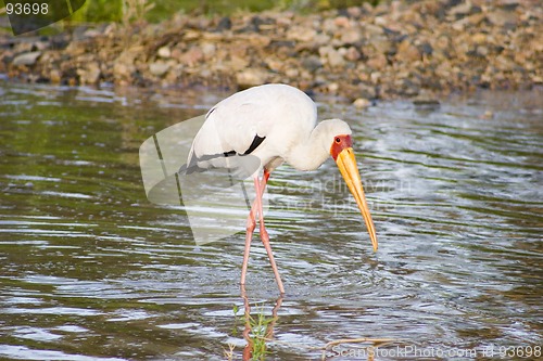 Image of Yellow-billed stork