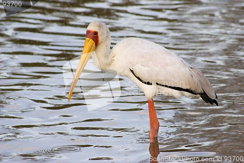 Image of Yellow-billed stork