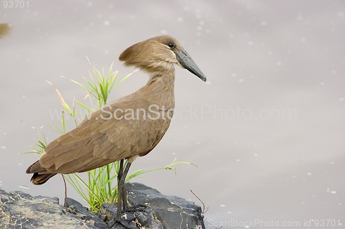 Image of Hamerkop