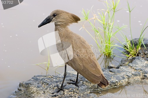 Image of Hamerkop