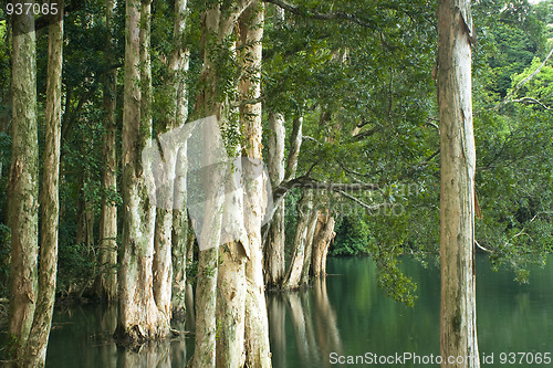 Image of tree in water in forest