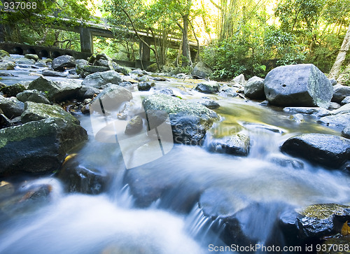 Image of tree in water in forest