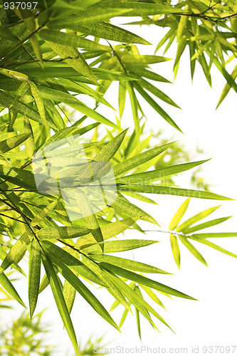 Image of Bright Bamboo background 