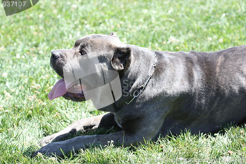 Image of Cane Corso