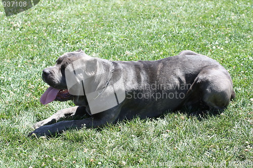 Image of Cane Corso