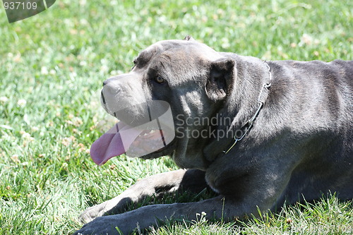 Image of Cane Corso