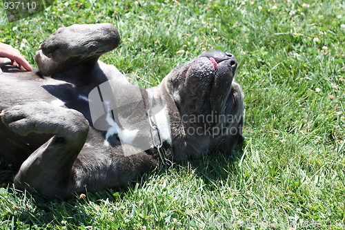 Image of Cane Corso