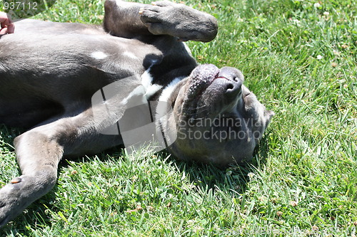 Image of Cane Corso