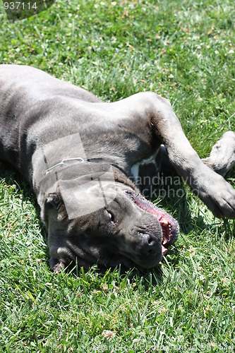 Image of Cane Corso