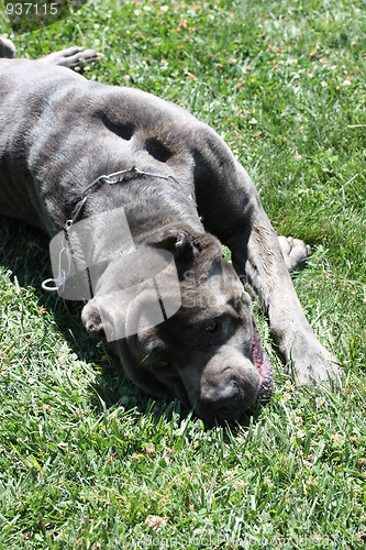 Image of Cane Corso