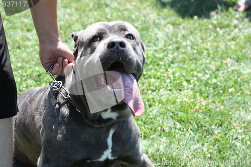 Image of Cane Corso