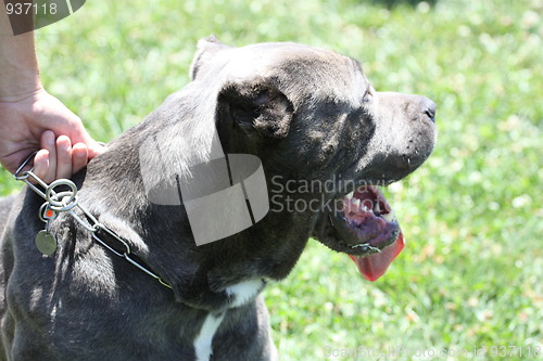 Image of Cane Corso