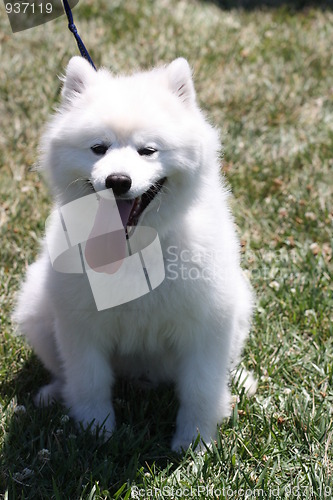 Image of American Eskimo Dog 