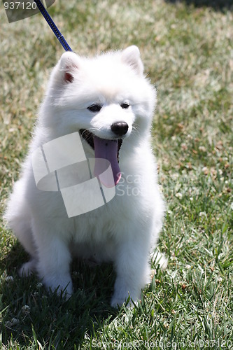 Image of American Eskimo Dog 