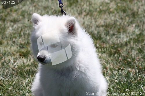 Image of American Eskimo Dog 