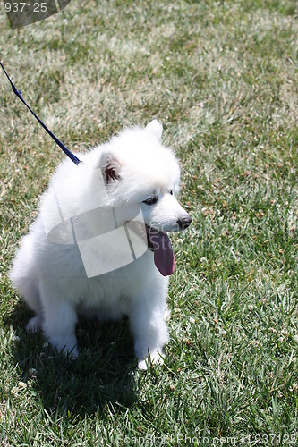 Image of American Eskimo Dog 