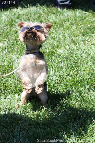 Image of Yorkshire Terrier