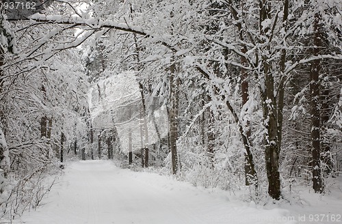 Image of Snowy ground road crossing forest