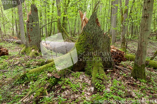 Image of Wind broken spruces