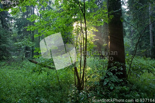 Image of Sunbeam entering rich deciduous forest in misty evening