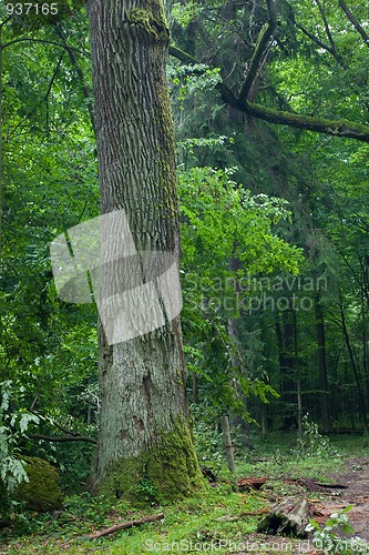 Image of Old moss wrapped oak tree