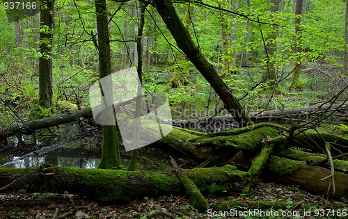 Image of Moss covered broken alder trees lying in water