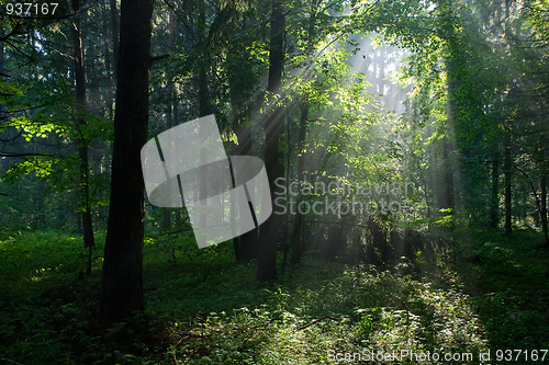 Image of Sunbeam entering rich deciduous forest