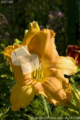 Image of Flowering Orange Daylily in direct morning sun