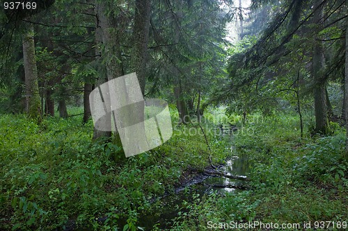 Image of Summertime look of deciduous stand with little stream