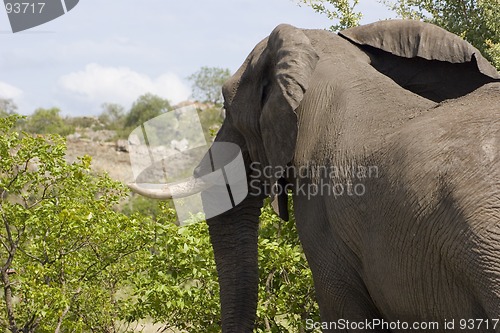 Image of African Elephant