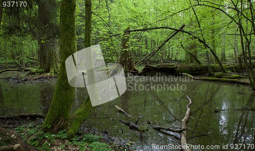 Image of Springtime wet deciduous forest with standing water