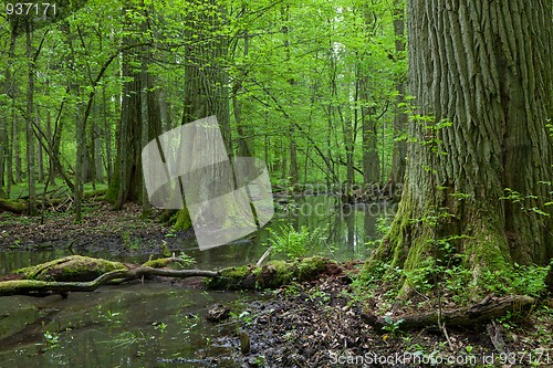 Image of Three giant oaks in natural forest