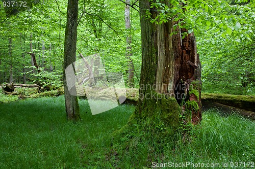 Image of Partly declined stump in front of deciduous trees