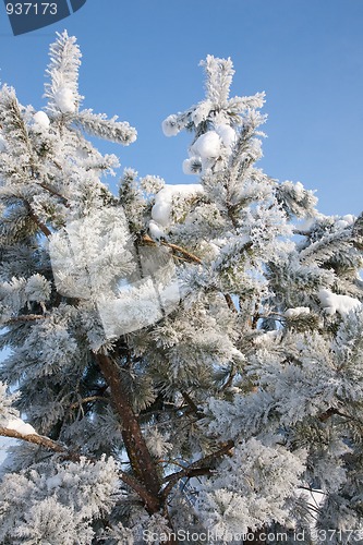 Image of Pine's branch frosted