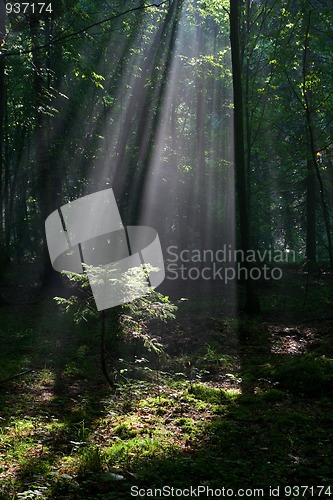 Image of Sunbeam entering rich deciduous forest