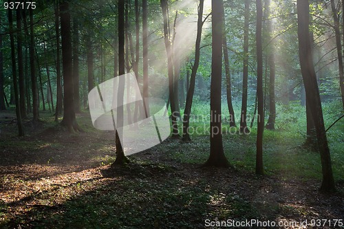 Image of Sunbeam entering rich deciduous forest in misty evening