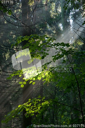 Image of Sunny morning in the forest