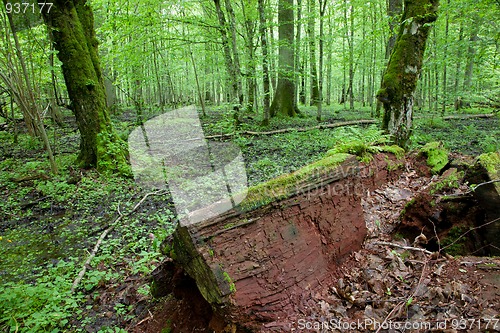 Image of Part of oak declined