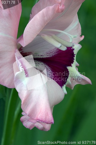 Image of Flowering Gladiolus petals close-up
