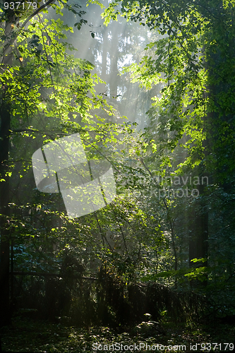 Image of Sunbeam entering rich deciduous forest