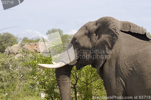 Image of African Elephant