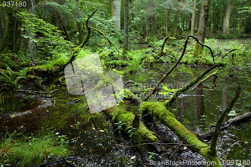 Image of Springtime deciduous forest with standing water